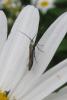 Coleophora sp.